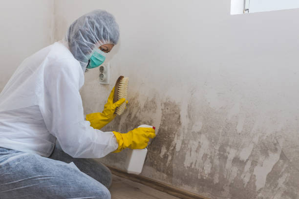 Best Certified Mold Removal  in Waynesboro, GA