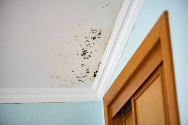Best Attic Mold Removal  in Waynesboro, GA