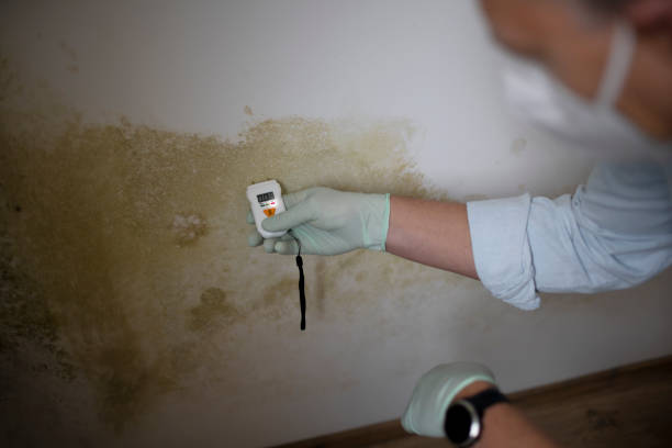 Best Emergency Mold Removal  in Waynesboro, GA