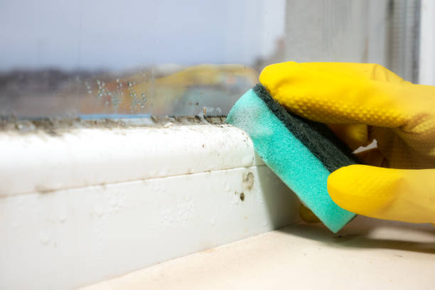 Home Mold Removal in Waynesboro, GA