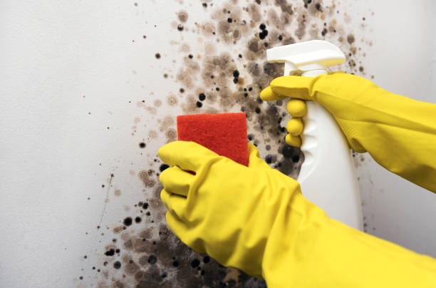 Best Home Mold Removal  in Waynesboro, GA