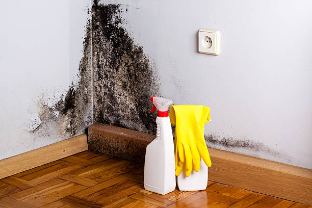 Best Attic Mold Removal  in Waynesboro, GA